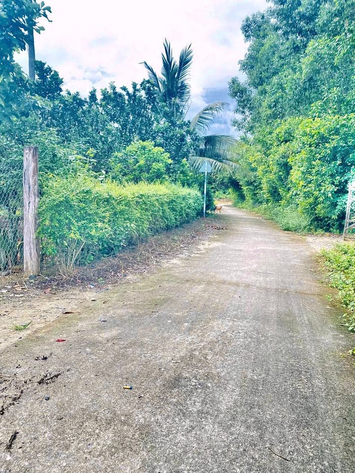 Đất thổ cư Suối Cát, Cam Lâm 1146m² giá chỉ 2,865 tỷ - Đầu tư sinh lời ngay!