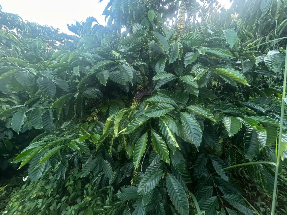 Farm cho thuê 1,2ha tại Ea Wy, Ea H'leo - Giá chỉ 60 triệu/năm!