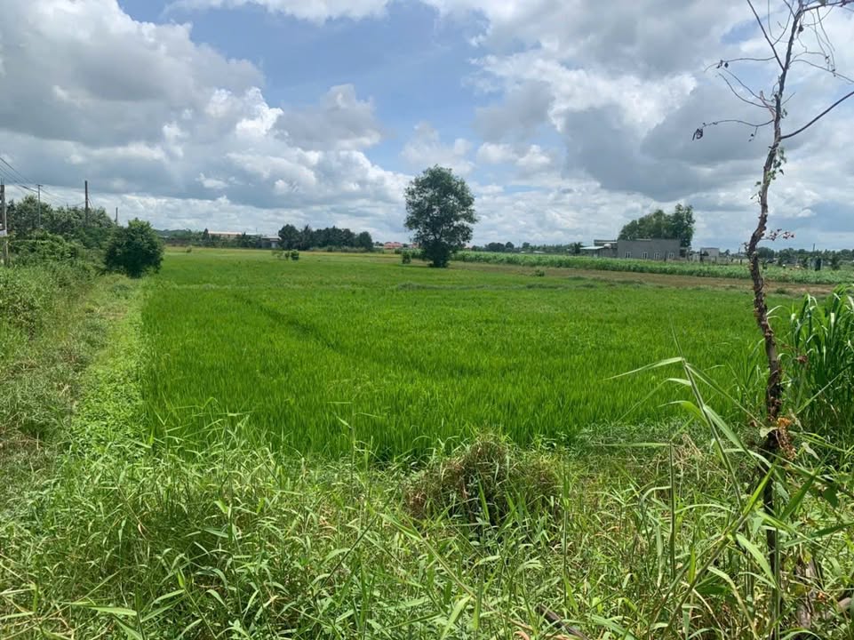 Đất nền Đức Lập Hạ, Đức Hòa 4837m² giá 28 tỷ - Cơ hội đầu tư hấp dẫn!