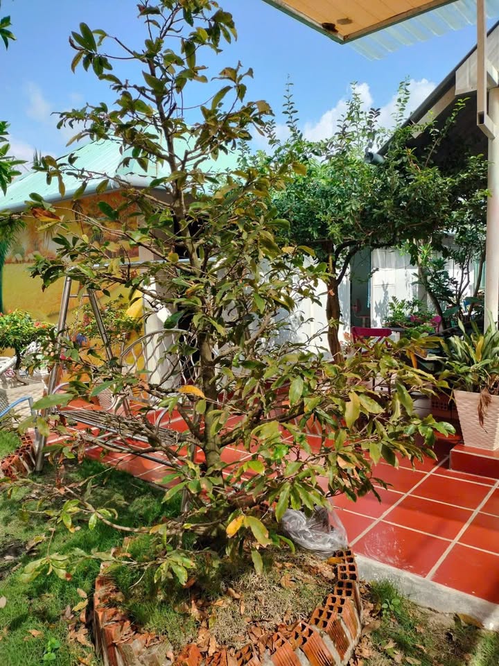 Nhà vườn 200m² Thạnh Đức, Bến Lức - Giá 1.27 tỷ, sẵn sàng vào ở!