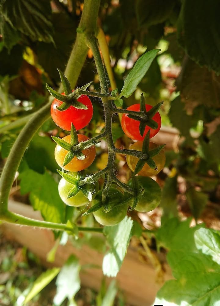 Đất thổ cư Bồng Sơn, Hoài Đức 149.5m² giá 400 triệu - Cơ hội an cư tuyệt vời!