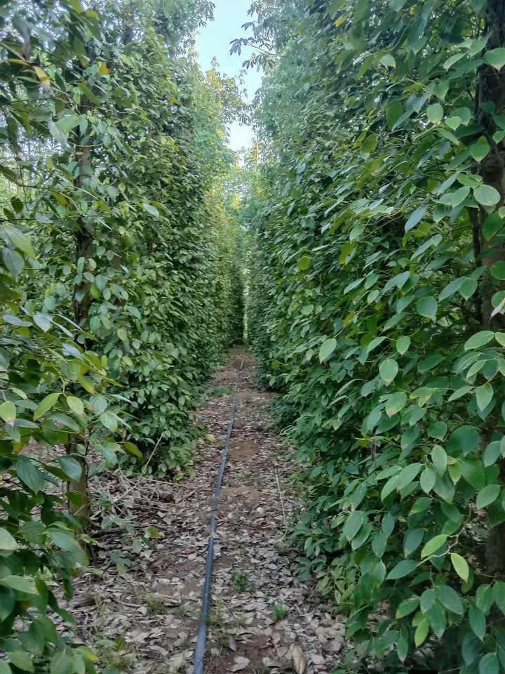 Đất nền Xuân Sơn Châu Đức 9000m² giá 1.5 tỷ - Đầu tư sinh lời ngay!