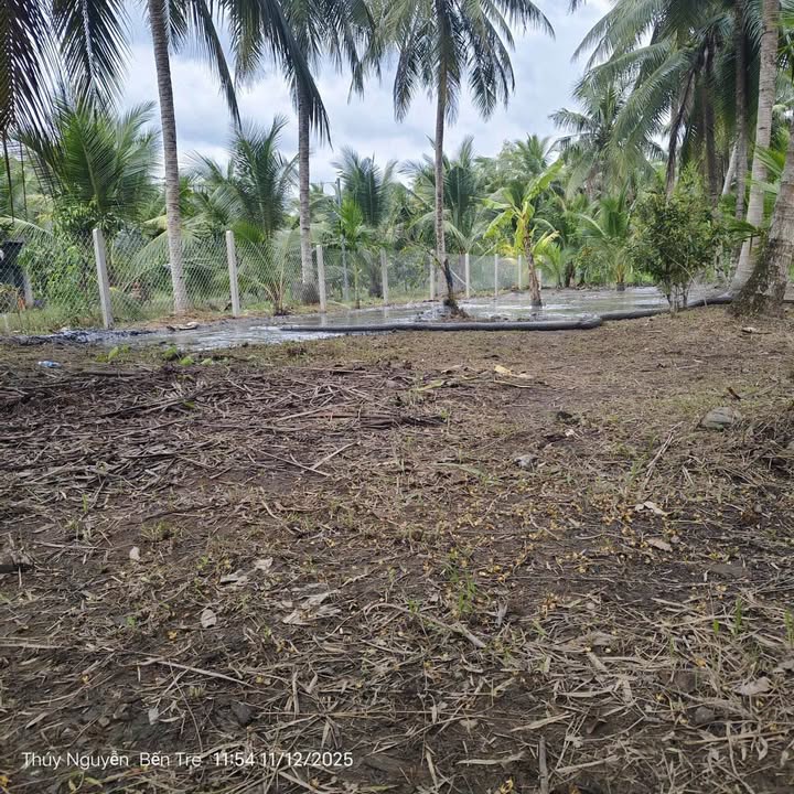 Đất Tân Hội Mỏ Cày Nam 2184m² giá 807 triệu - Cơ hội đầu tư hiếm có!