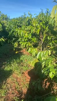 Đất rẫy 1,1ha Ia Pết giá 2,7 tỷ - Bám 3 mặt tiền đường