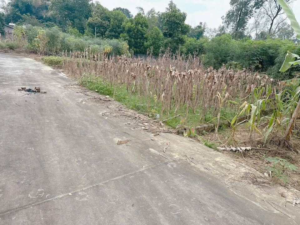 Đất thổ cư Phường Phong Châu 136m² giá thỏa thuận - Cơ hội đầu tư tuyệt vời!