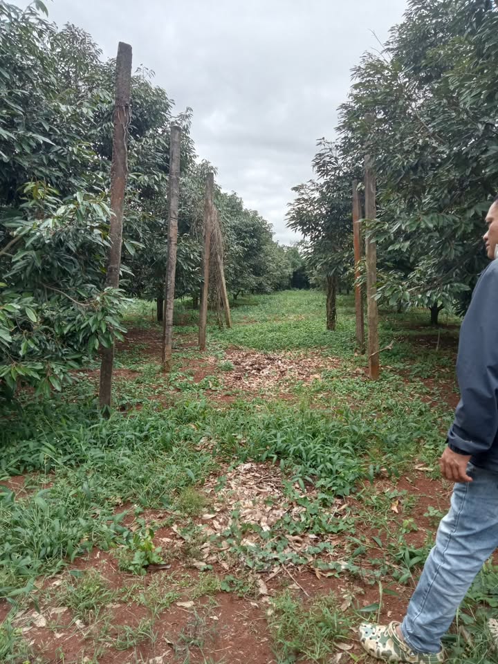 Lô rẫy Ea H'đinh 1,9ha giá 13,5 tỷ - Đầu tư sinh lời khủng!