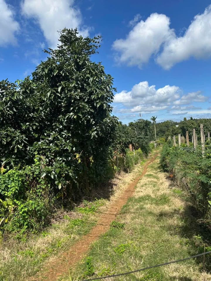 Đất nền Cư M'gar Đắk Lắk 180m² giá thương lượng - Đầu tư sinh lời hấp dẫn!