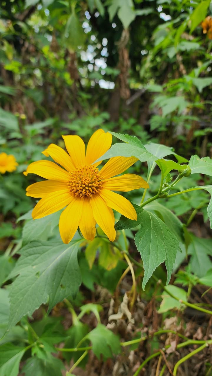 Đất nền Phước Lâm 272m² giá 700 triệu - Chính chủ, cơ hội đầu tư hấp dẫn!