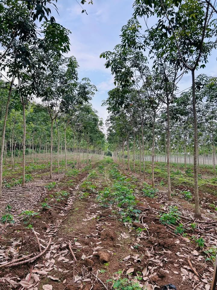 Đất CLN 2ha tại An Long, Bình Dương giá chỉ 6 tỷ - Đầu tư sinh lời ngay!