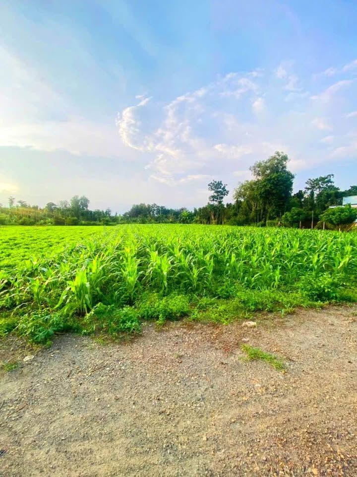 Đất nền chính chủ Bình Ba, Châu Đức, Bà Rịa - Vũng Tàu 1000m² giá 999 triệu - Cơ hội đầu tư tuyệt vời!