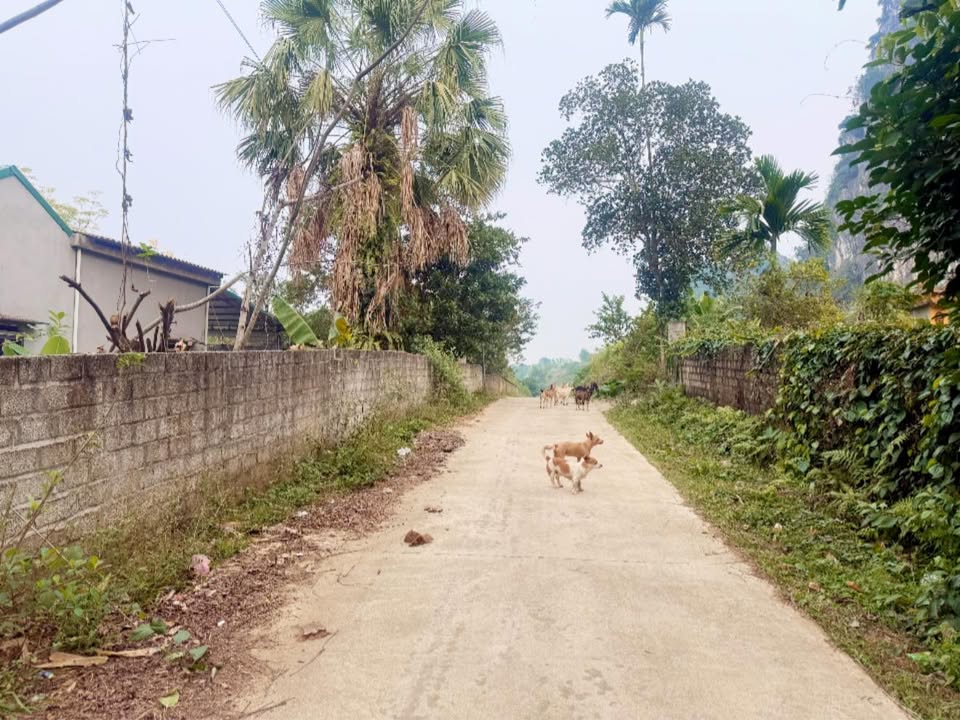 Đất nền Cự Đồng 1750m² giá thỏa thuận - Siêu phẩm hiếm có!