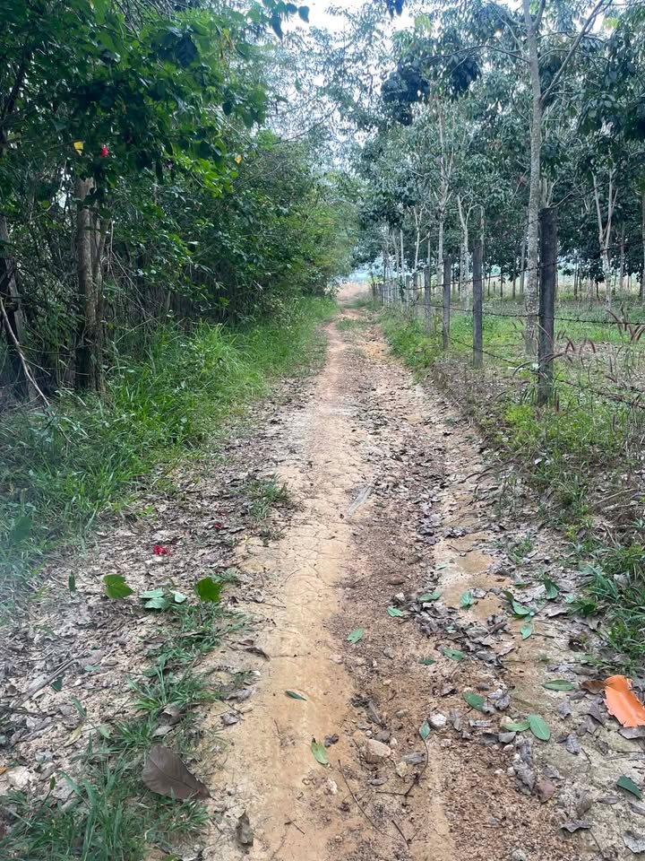 Đất nền Suối Cao Xuân Lộc 4000m² giá 700 triệu - Đầu tư sinh lời ngay!