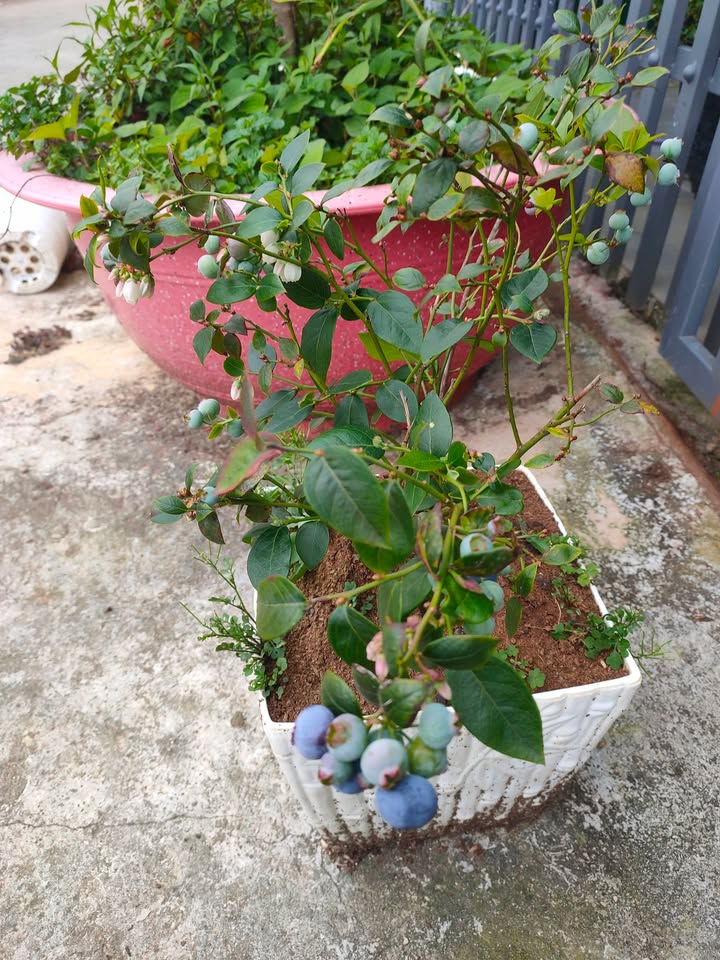 Nhà bán phường 7 Đà Lạt 60m² giá chỉ 1,3 tỷ - Tiện nghi đầy đủ!