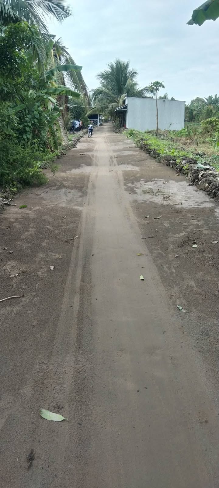 Đất nền 2570m² tại Cờ Đỏ, Cần Thơ - Sổ hồng riêng, giá chỉ 980 triệu!