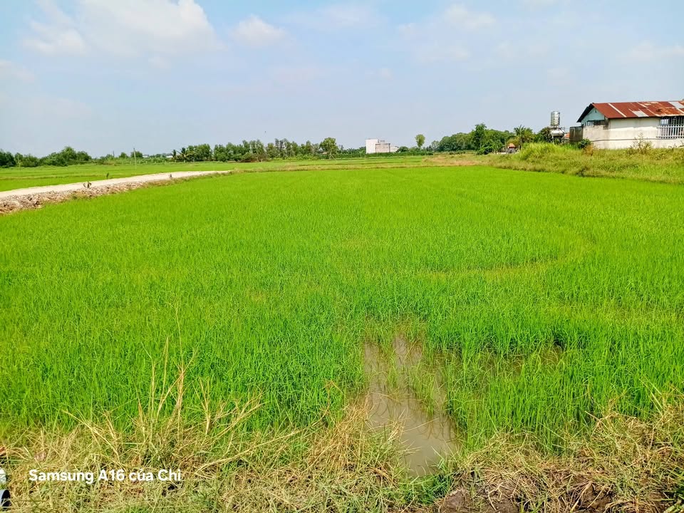 Đất thổ cư đường Tỉnh Lộ 9, xã Mỹ Hạnh, 1352m² - Sổ hồng đầy đủ, giá 5.7 tỷ!