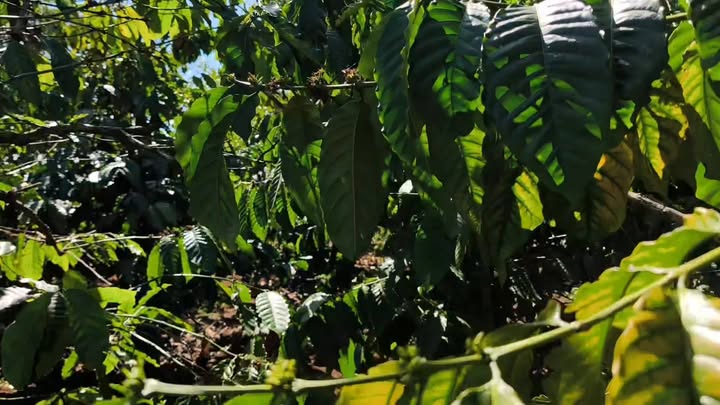 Farm 10000m² tại xã Nhân Đạo, Đắk R'Lấp giá chỉ 2.2 tỷ - Bán gấp, cơ hội đầu tư tốt!