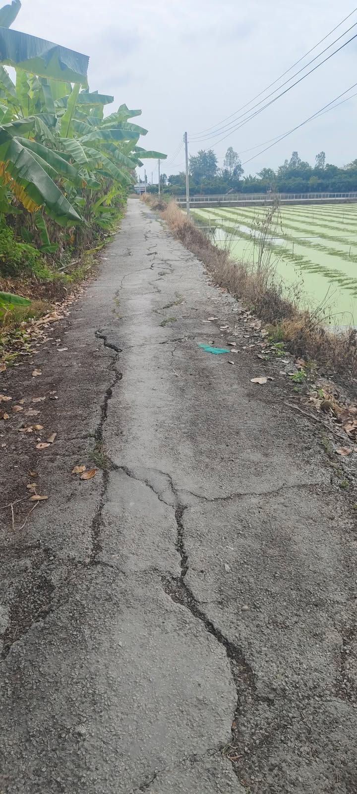 Đất ruộng Phú Thuận Thoại Sơn 2000m² giá 800 triệu - Gần mặt tiền lộ Đan