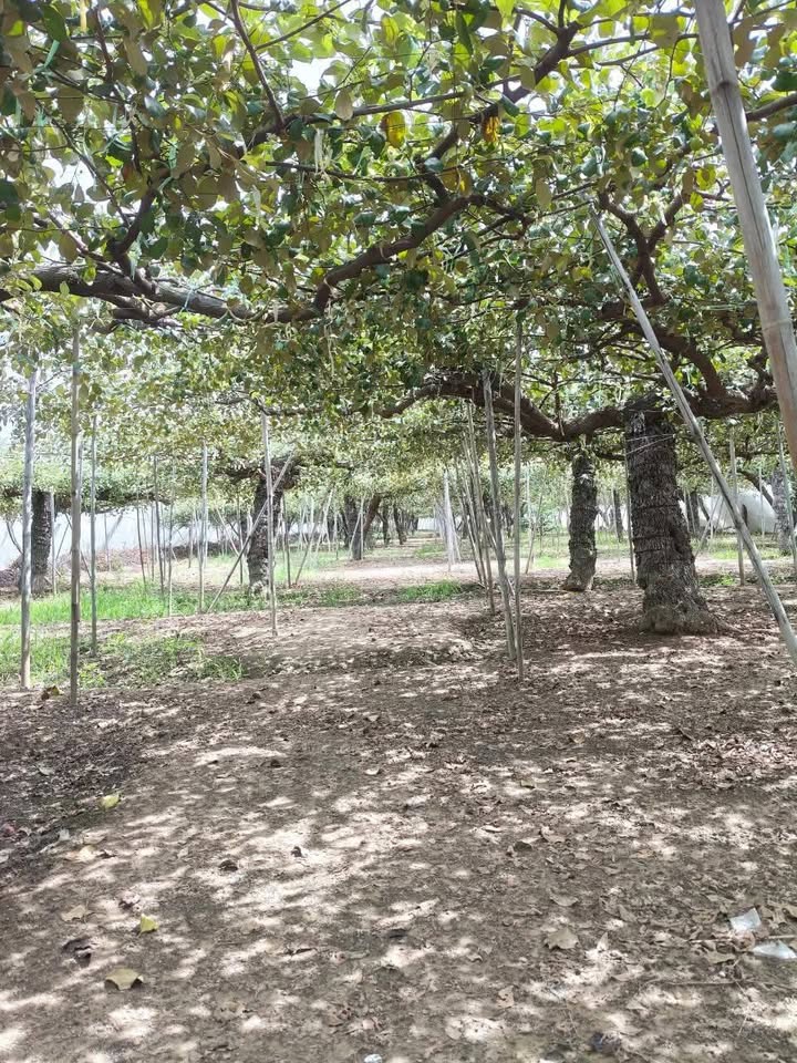 Đất táo đang thu hoạch Phước Dân 2000m² giá 1.35 tỷ - Cơ hội đầu tư hấp dẫn!