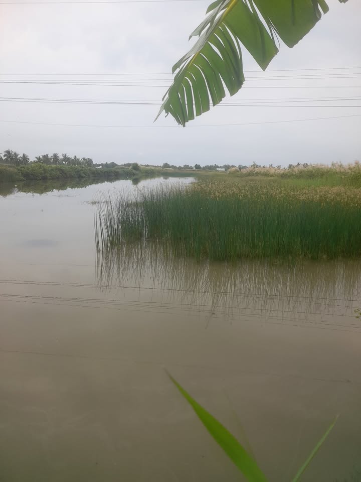 Đất nông nghiệp 14 công tại Nam Thái, An Biên, Kiên Giang - Giá chỉ 1.54 tỷ!