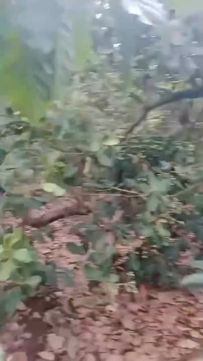 Đất nền Thống Nhất, Bù Đăng 12.000m² giá 650 triệu - Cơ hội đầu tư tuyệt vời!