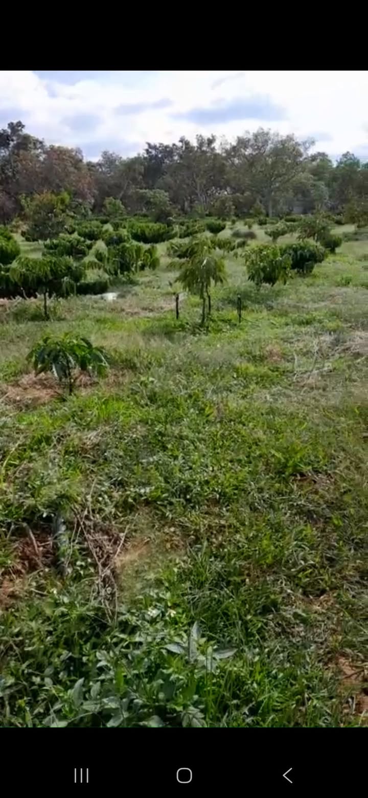 Farm đất 9 xào Thọ Sơn, Bù Đăng chỉ 1.35 tỷ - Sổ đỏ chính chủ, đầy đủ tiện nghi!