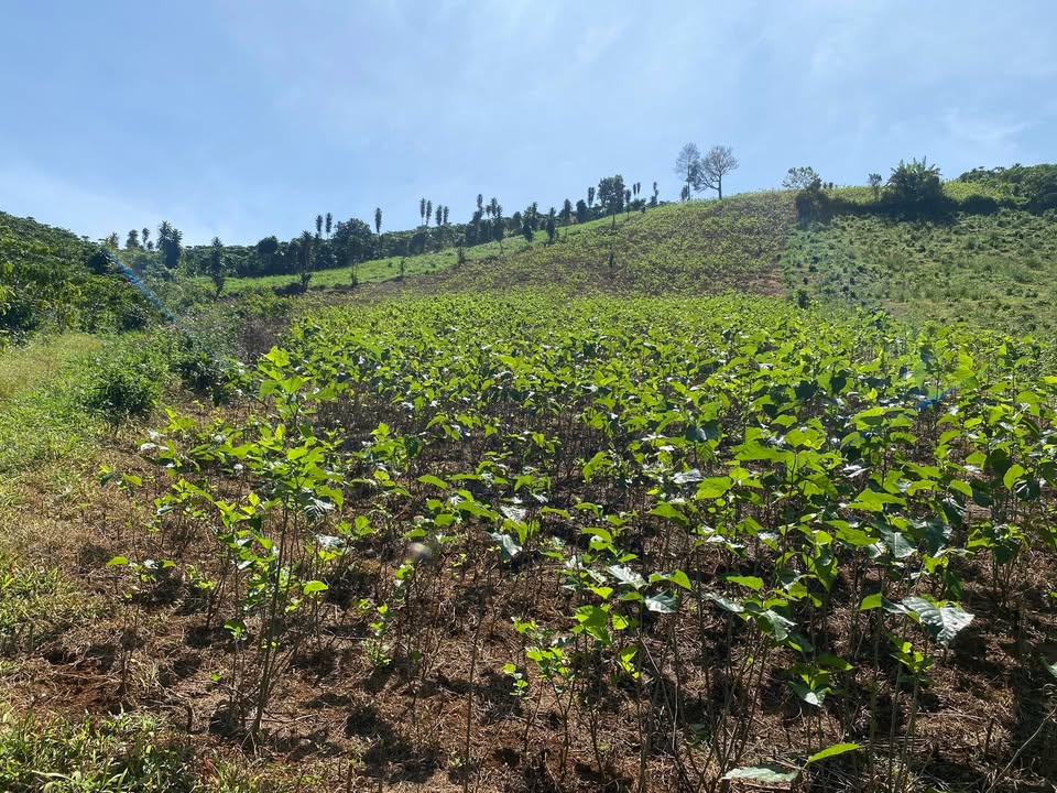 Đất trồng dâu 1.7 sào Lộc Tân Bảo Lộc giá chỉ 1.2 tỷ - View đẹp, pháp lý rõ ràng!