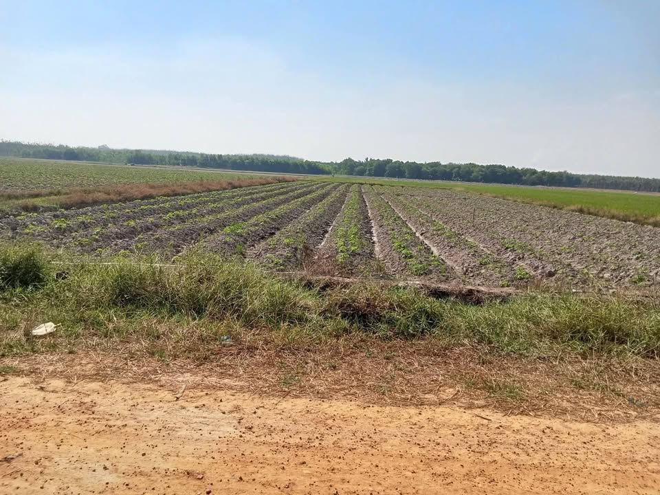 Đất nền Bến Cừ, Ninh Điền 2508m² giá 400 triệu - Mặt tiền đường thông thoáng!