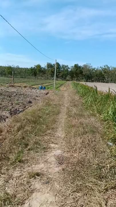 Đất thổ cư 6000m² An Cơ Châu Thành Tây Ninh giá chỉ 900 triệu - Cơ hội đầu tư tuyệt vời!