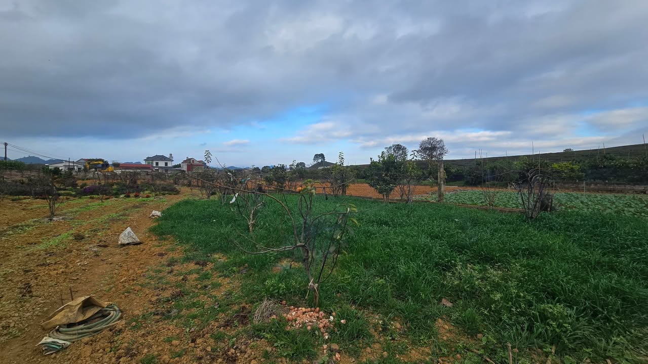 Đất nền Mộc Châu 1000m² giá 1.9 tỷ - Cơ hội đầu tư hiếm có!