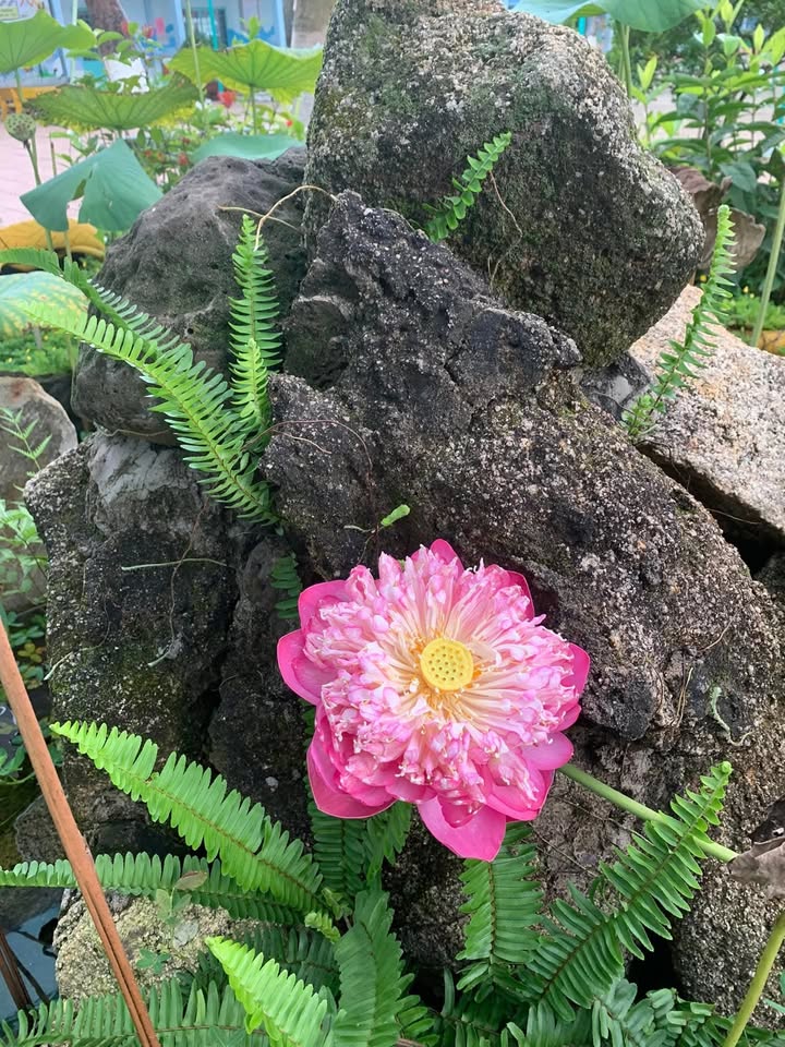 Nhà riêng Xuân Trường 180m² giá 700 triệu - Chính chủ cứng ngắt, bớt lộc cho khách thiện chí!