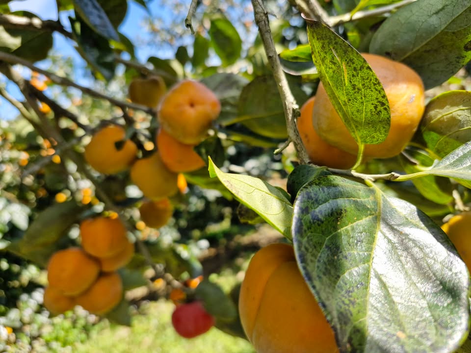 Đất nông nghiệp Sở Lăng Đà Lạt 4824m² giá 16.8 tỷ - View rừng thông tuyệt đẹp!