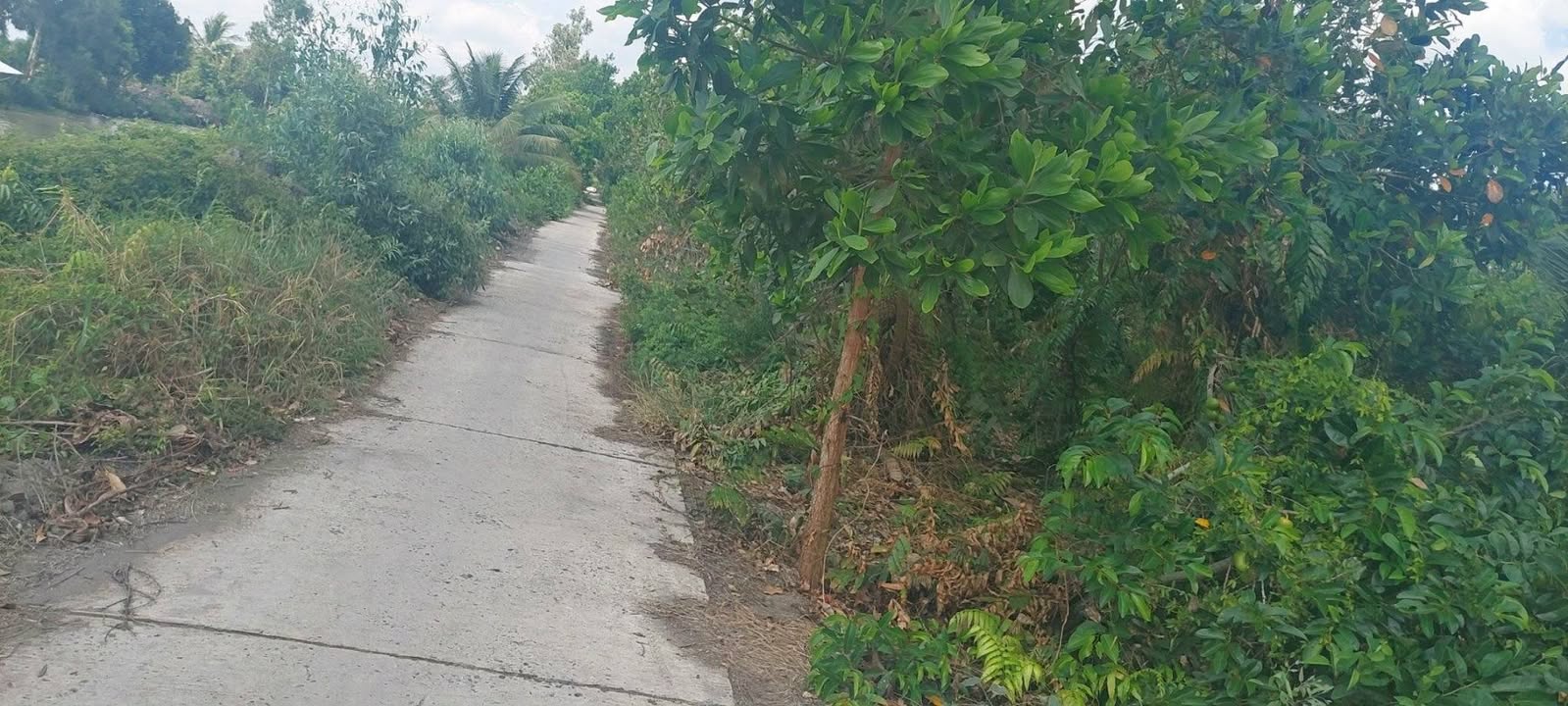 Đất mặt tiền lộ Đan 1000m² giá 250 triệu - Cơ hội đầu tư hấp dẫn!