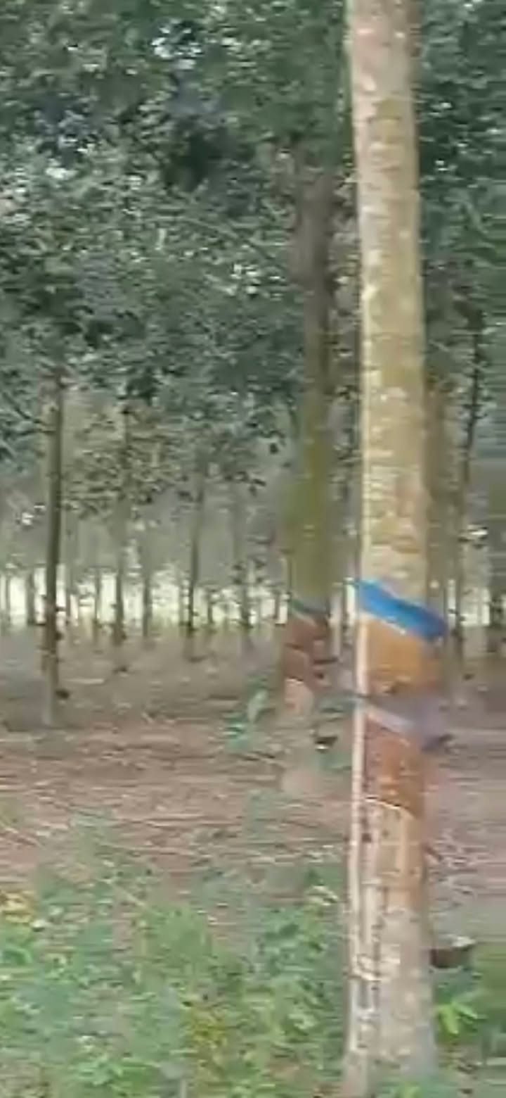 Đất nền Thạnh An, Tân Biên 10.000m² giá 1.44 tỷ - Đầu tư sinh lời ngay!