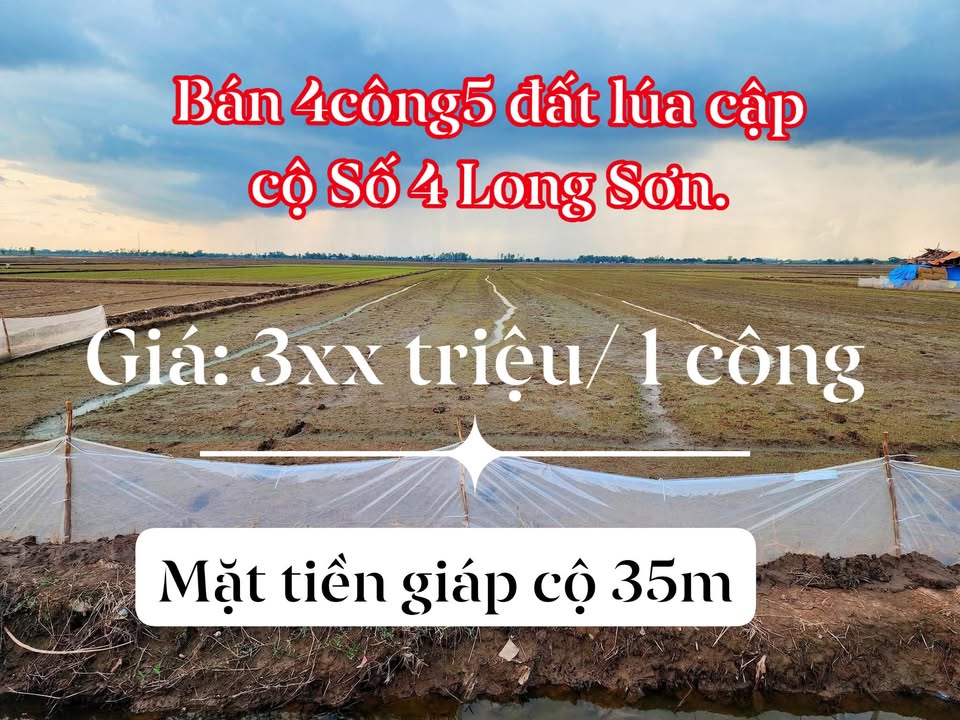 Đất nông nghiệp 4500m² tại Long Sơn, Tân Châu - Giá chỉ 1.575 tỷ, sổ đỏ chính chủ!
