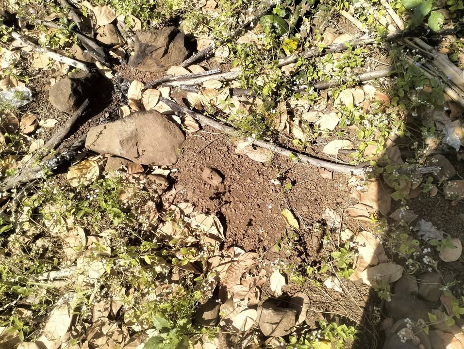 Đất nông nghiệp 4ha tại Ia Me - Chư Prông, Gia Lai - Sổ đỏ chính chủ, phù hợp trồng cà phê!