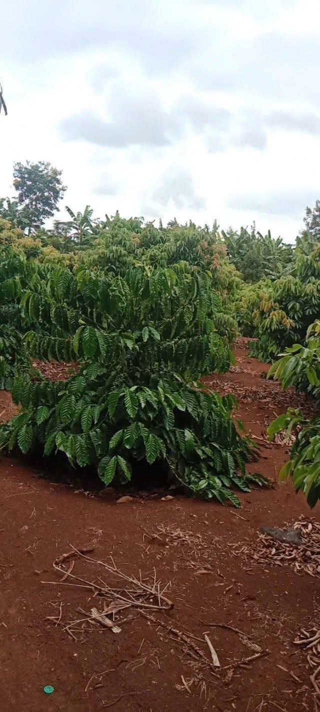 Đất đỏ Phú Xuân Đắk Lắk 38.000m² giá 1.26 tỷ - Cơ hội đầu tư tuyệt vời!