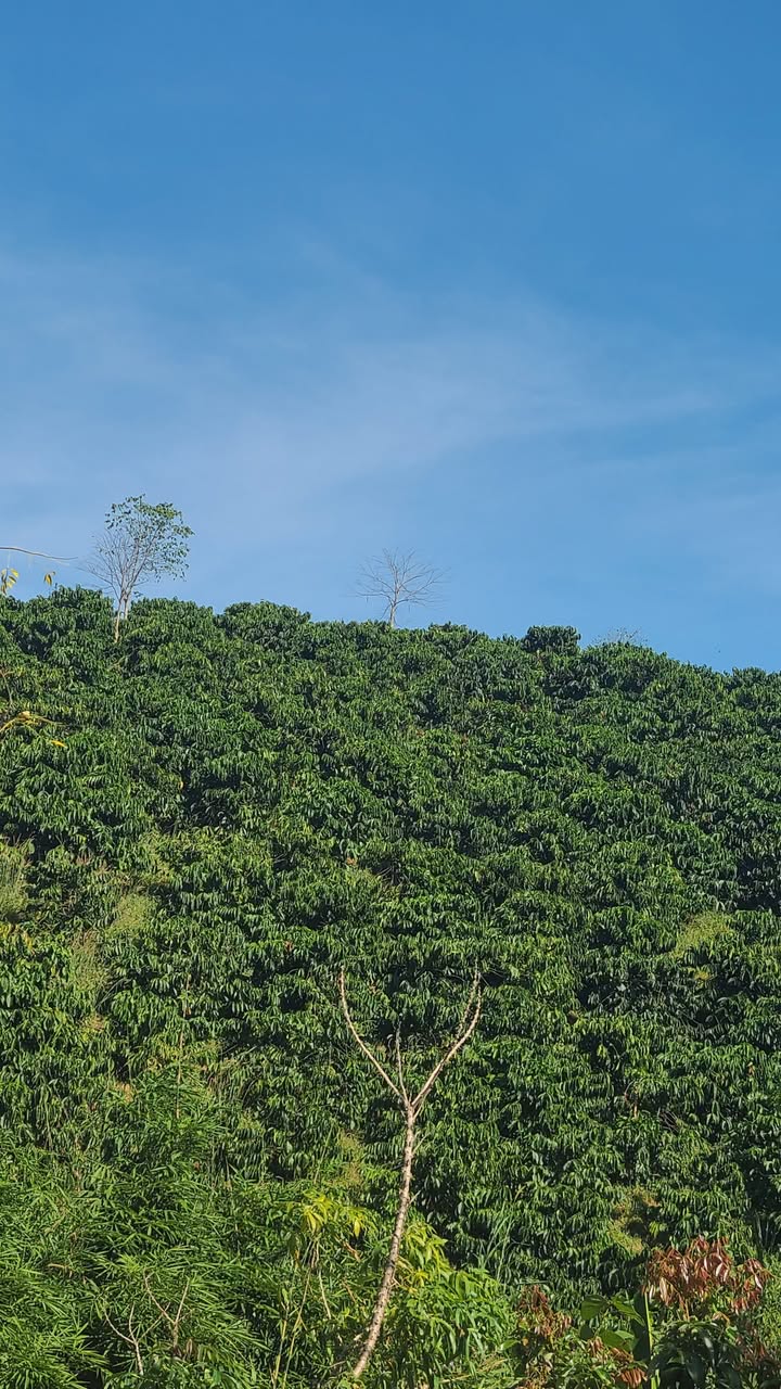 Đất nền 2ha tại xã Nam Ka, Đắk Lắk giá 1.8 tỷ - Đầu tư sinh lời ngay!