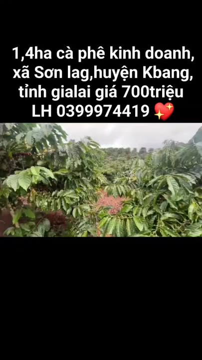 Đất Farm 1,4ha tại xã Sơn Lang, Kbang - Giá chỉ 700 triệu, cơ hội đầu tư hấp dẫn!
