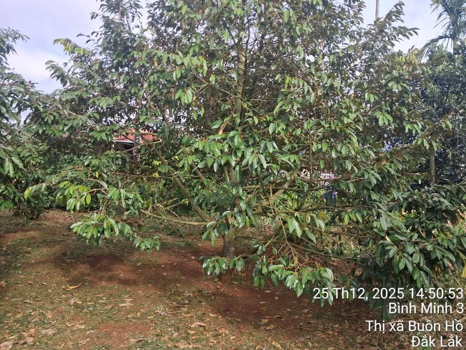 Đất nền Buôn Hồ Đắk Lắk 3306m² giá 760 triệu - Đầu tư sinh lời hấp dẫn!