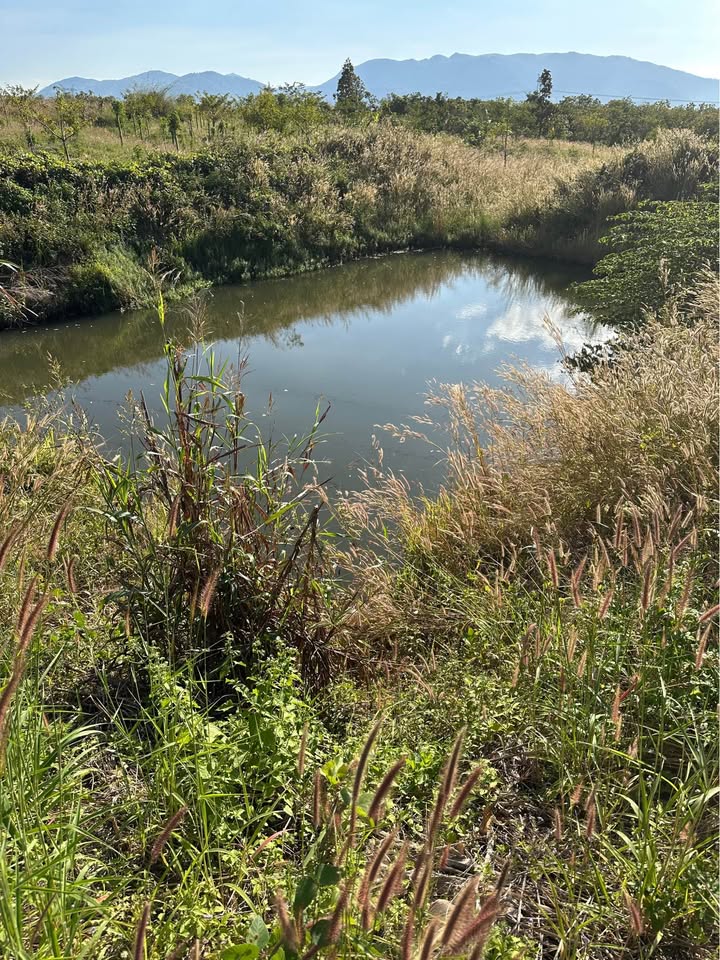 Farm 4ha Ea H'Leo Đắk Lắk giá 1.15 tỷ - Mặt đường dài tiện lợi!