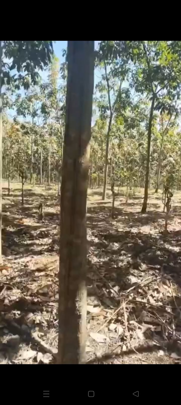 Mảnh vườn cao su 8800m² tại Tân Đông, Bù Đốp - Giá chỉ 900 triệu!