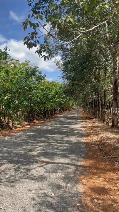 Đất vườn 3000m² tại Tân Hưng, Đồng Phú - Giá chỉ 600 triệu - Đầu tư lý tưởng!