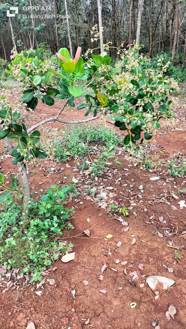 Đất thổ cư 3 hecta tại Thống Nhất, Bù Đăng - Giá 3 tỷ, cơ hội đầu tư vàng!