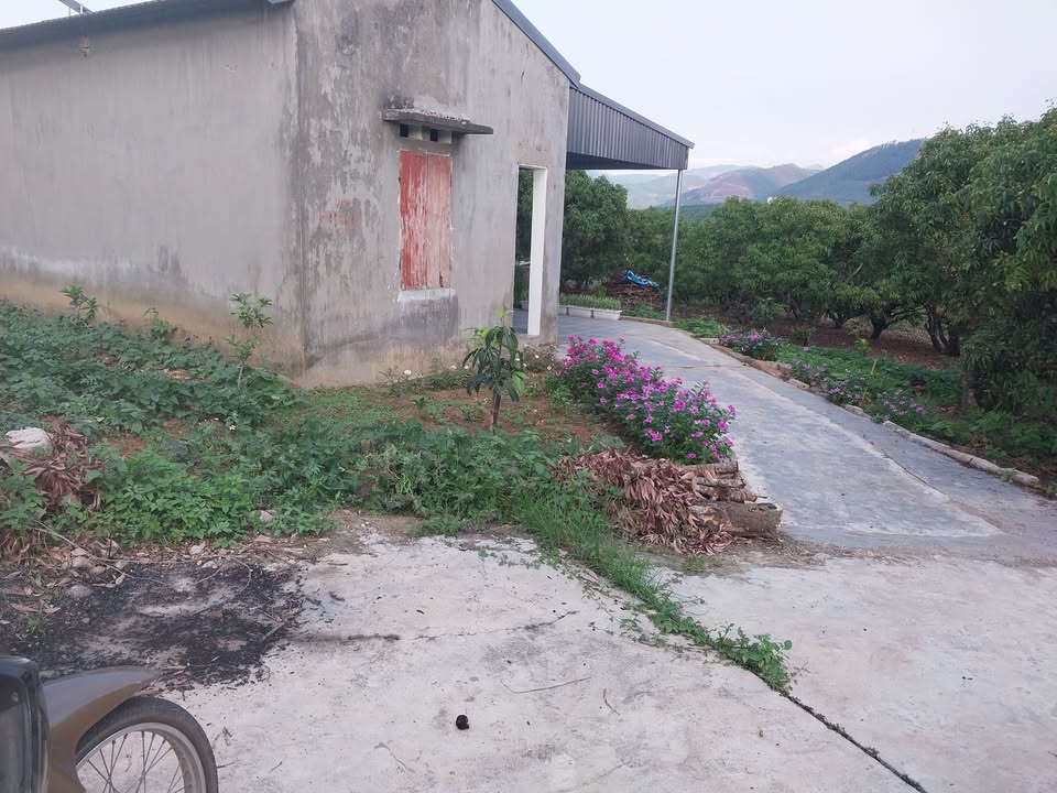 Đất vườn 1000m² Tân Lập Lục Ngạn giá 500 triệu - Sẵn sàng giao dịch!