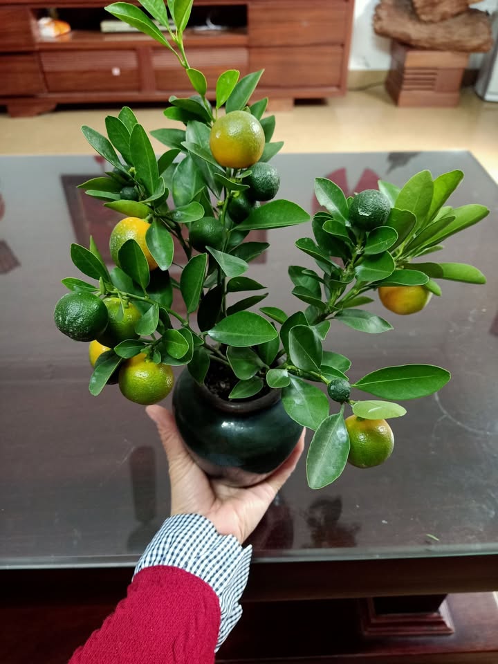 Căn hộ HH Linh Đàm 1 phòng ngủ - Thích hợp làm spa hoặc kinh doanh