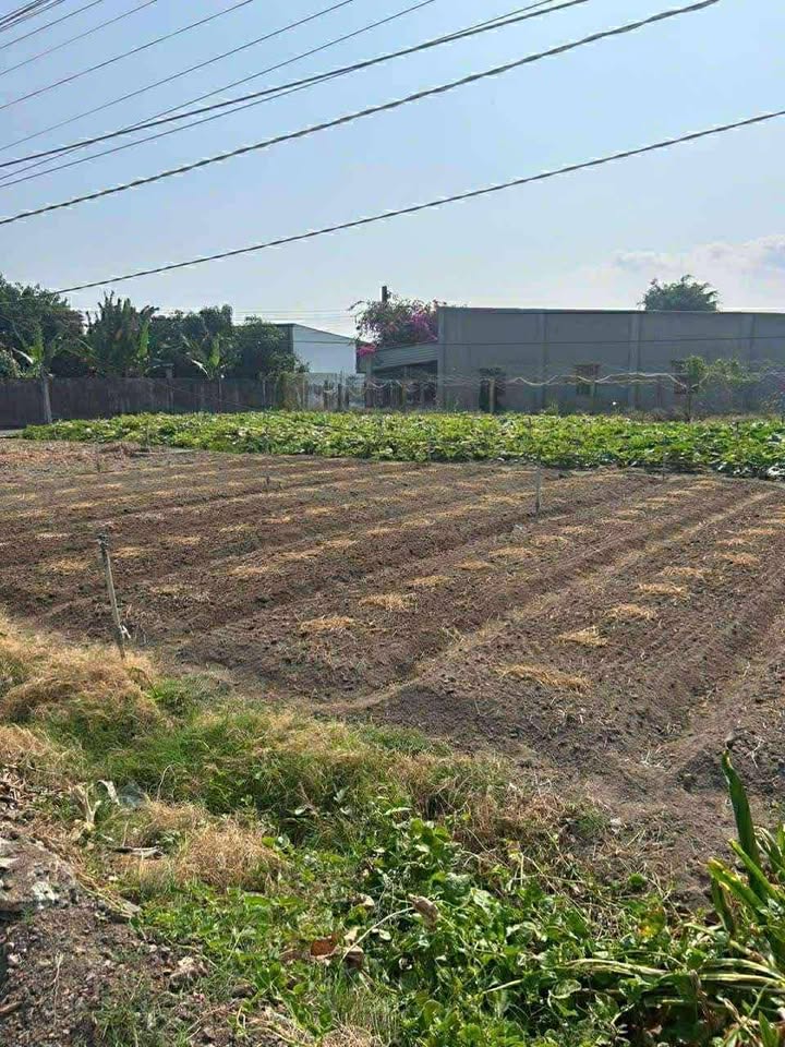 Đất Tân Hải mặt tiền đường nhựa 124m² giá 1 tỷ - Cơ hội đầu tư hấp dẫn!