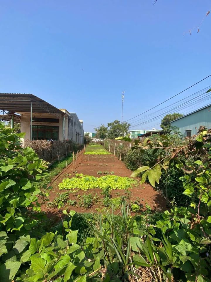 Đất hẻm chính Lý Chính Thắng, Pleiku 154.26m² giá 900 triệu - Cơ hội đầu tư tuyệt vời!