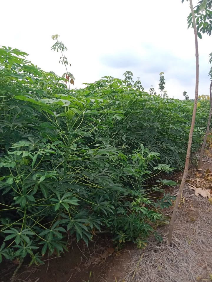 Đất Farm 40,000m² tại Tân Hưng Tân Châu giá 4.8 tỷ - Cơ hội đầu tư hấp dẫn!