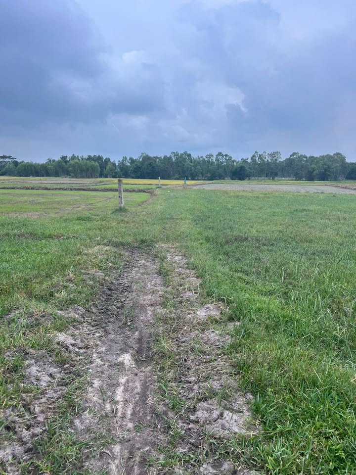 Đất trồng lúa 1,9 sào Tân Bình - La Gi, Bình Thuận giá 1.3 tỷ - Đầu tư sinh lời lâu dài!