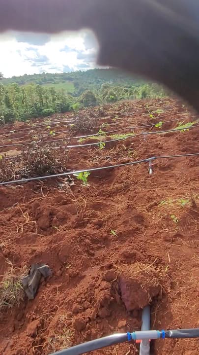 Farm 5 xào tại Al Bá, Chư Sê, Gia Lai - Cơ hội đầu tư 850 triệu!